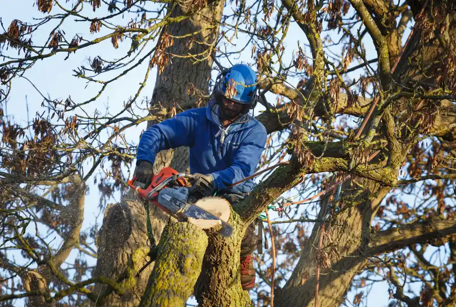 Affordable Tree Removal Huntington IN