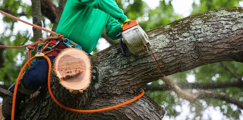 Common Mistakes Homeowners Make When Trimming Trees Huntington IN