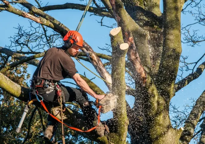 Excellent Tree Pruning Huntington IN Excellent Tree Pruning Huntington IN
