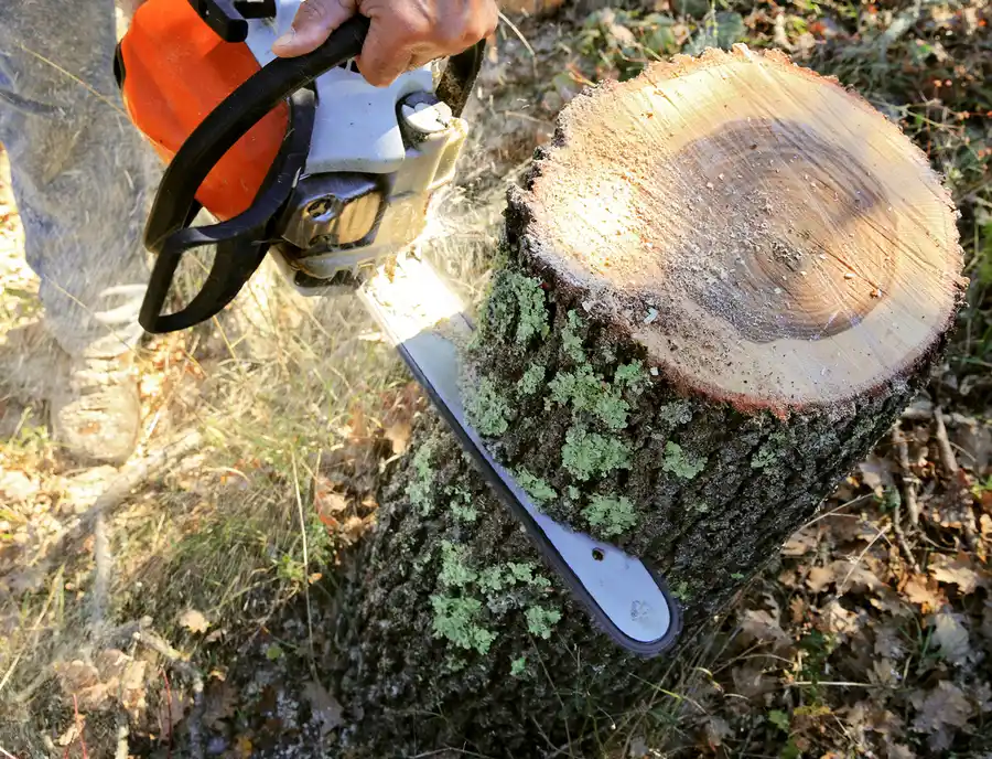 How To Safely Prepare For A Tree Cutting Service At Home in Huntington IN How To Safely Prepare For A Tree Cutting Service At Home in Huntington IN