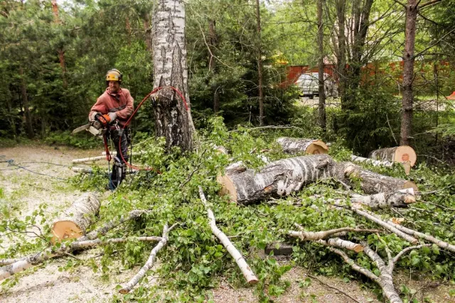 How Tree Pruning Enhances Your Trees Health And Growth Huntington IN