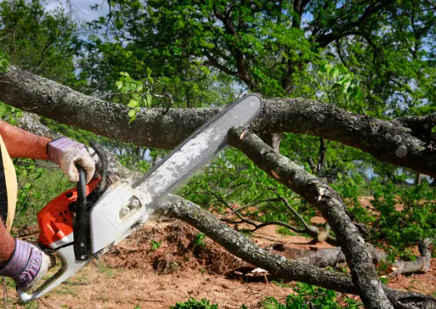 How Tree Removal Can Enhance Your Homes Curb Appeal in Huntington IN