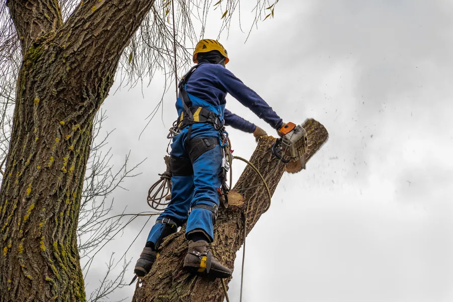 Reliable Tree Cutting Service Huntington IN