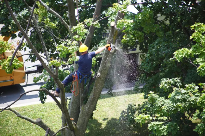 The Risks Of Delaying Tree Removal On Your Property Huntington IN The Risks Of Delaying Tree Removal On Your Property Huntington IN