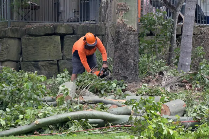 The Risks Of Delaying Tree Removal On Your Property in Huntington IN The Risks Of Delaying Tree Removal On Your Property in Huntington IN