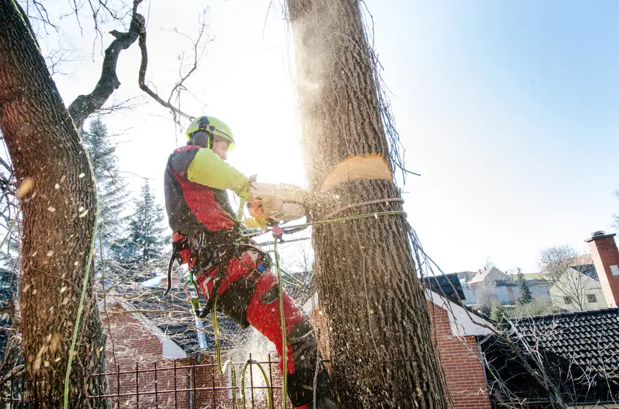 Top-rated Tree Cutting Service Huntington IN